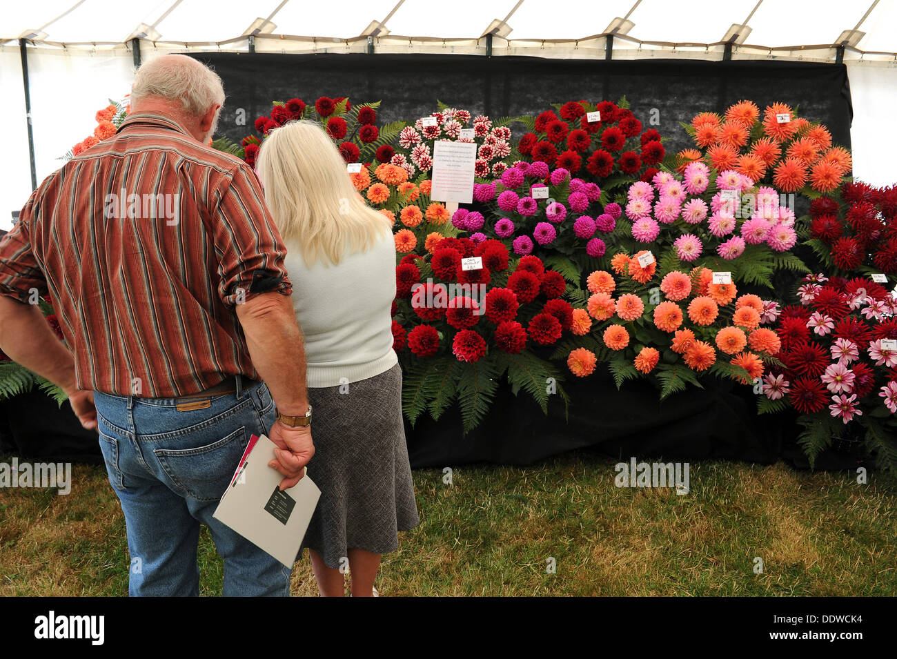 Contea di Dorset visualizza, Gran Bretagna, UK, fiore display, 07th Settembre, 2013 foto di Geoff Moore/Dorset Media Service/Alamy Live News Foto Stock