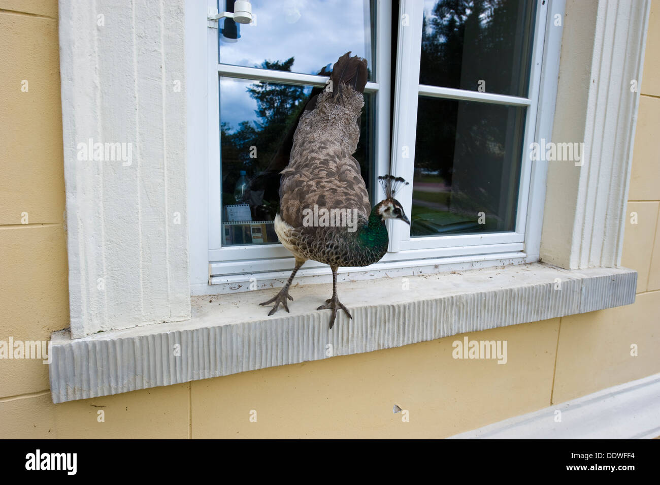 Una femmina peafowl sul davanzale della finestra, Palazzo Czartoryski, Polonia orientale. Foto Stock