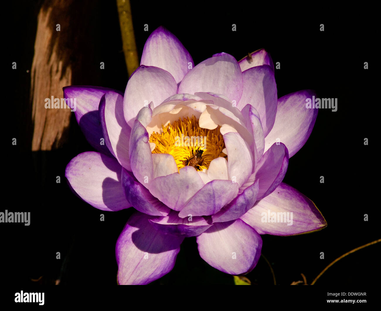 Fiore di loto (Nelumbo), Queensland, Australia Foto Stock
