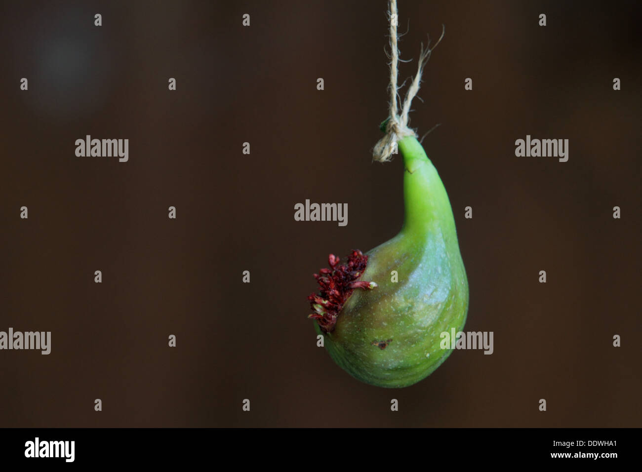 Ficus carica, fig frutto appendere, Norfolk, Regno Unito Foto Stock