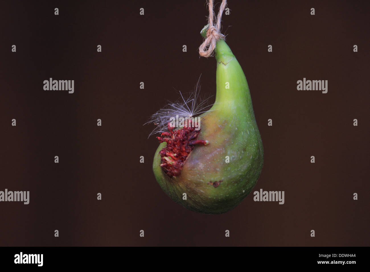 Ficus carica, fig frutto appendere, Norfolk, Regno Unito Foto Stock