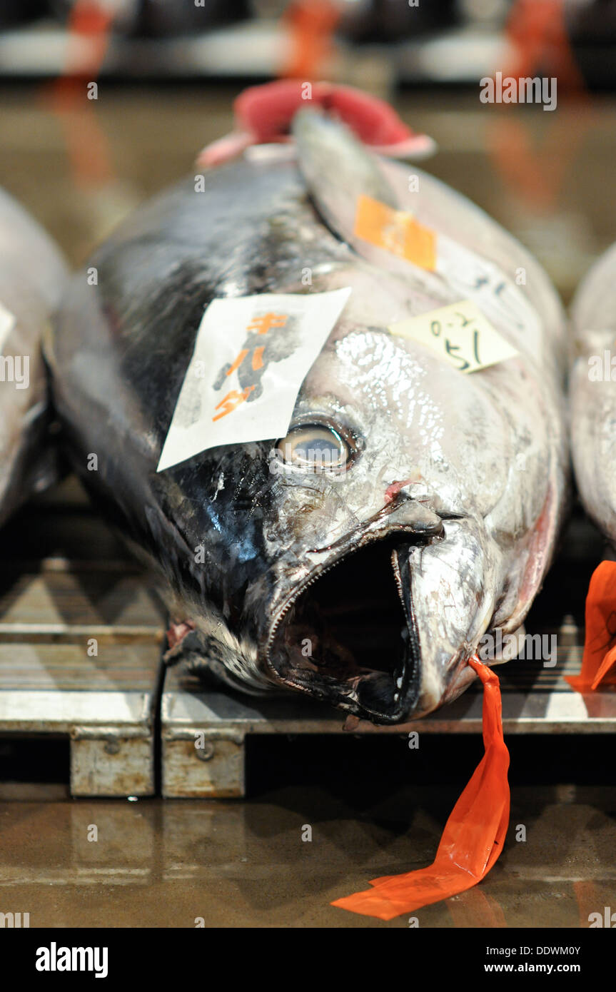 Un tonno al mercato del pesce a Osaka, Giappone. Foto Stock