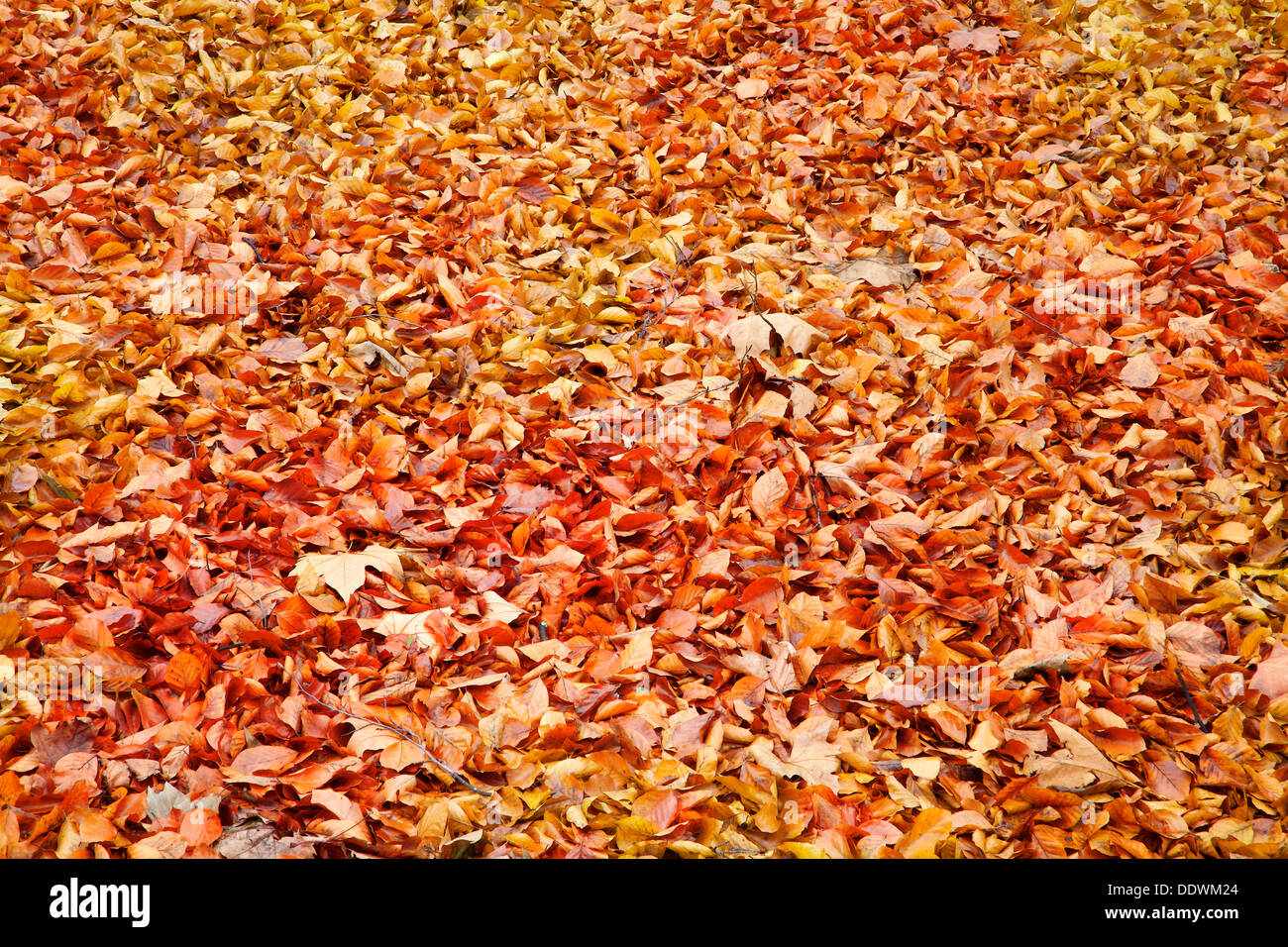 Sfondo all'aperto foglie autunnali Foto Stock