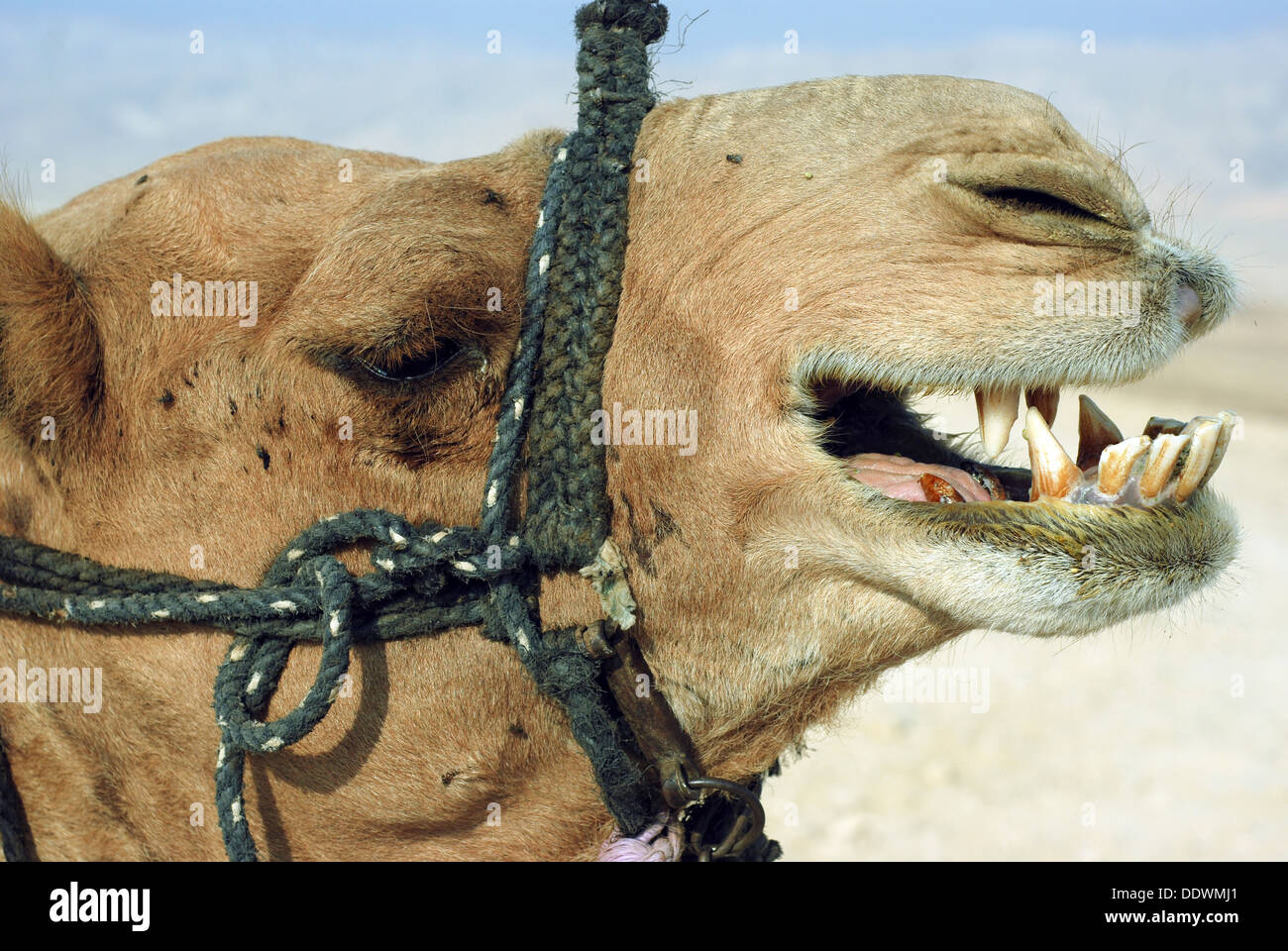 Primo piano di un cammello di testa e bocca aperta Foto Stock