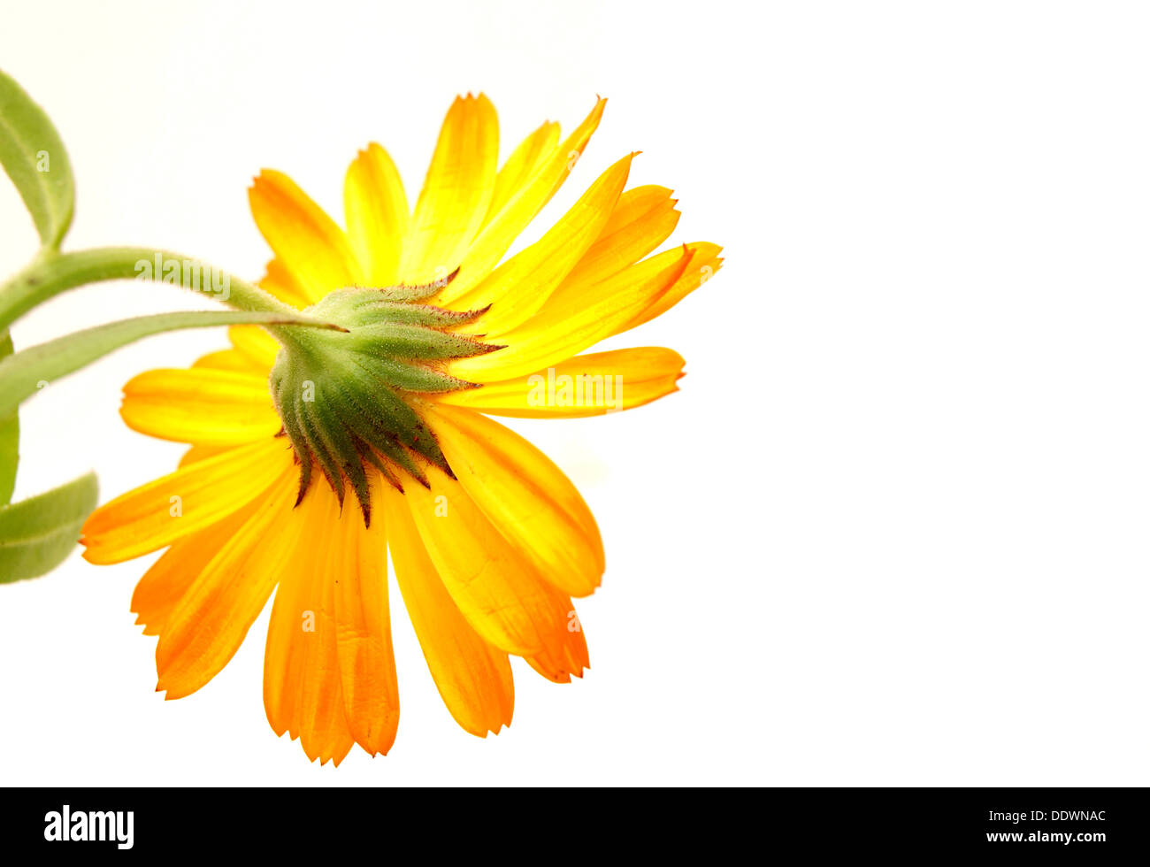 Fiore su uno sfondo bianco Foto Stock