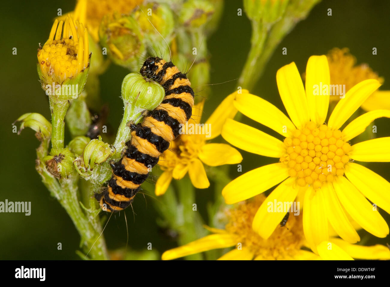 Il cinabro moth, Caterpillar, larve Blutbär, Karminbär, Jakobskrautbär, Raupen, Tyria jacobaeae, Hipocrita jacobaeae, Arctiidae Foto Stock