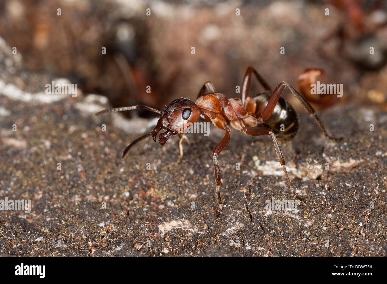 Rosso Sangue ant, slave-making ant, legno ant, Blutrote Raubameise, Blutrote Waldameise, Formica sanguinea, Raptiformica sanguinea Foto Stock
