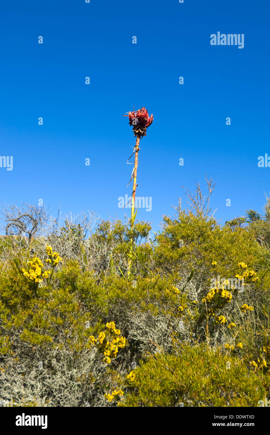 Gymea Lily (Doryanthes excelsa), il Royal National Park, New South Wales, NSW, Australia Foto Stock