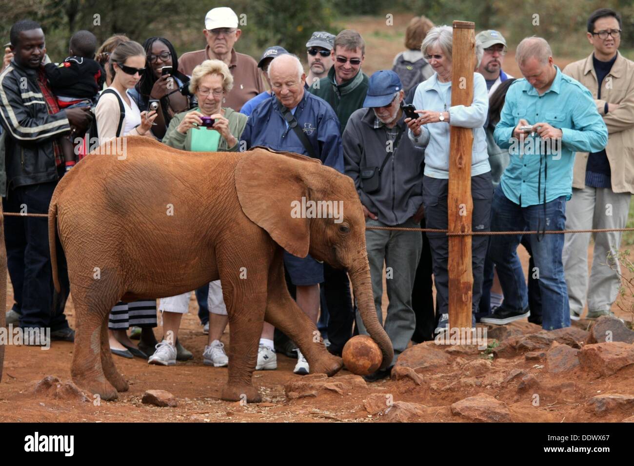 Nairobi, in Kenya. 7 Sep, 2013. Sett. 7, 2013 - Nairobi, Kenya - Un elefante orfani gioca con la palla per la gioia dei visitatori al David Sheldrick Wildlife Trust del vivaio di elefante. Spesso gli elefanti sono rimasti orfani dopo che diventano intrappolati in pozzetti, bracconaggio o umano disastri connessi. Dal 2012 vi è stata una escalation di bracconaggio di entrambi gli elefanti e i rinoceronti, spinti dal crescente appetito di avorio e corna di rinoceronte nei paesi dell'Estremo Oriente, soprattutto in Cina, secondo la relazione di trust. © Ric Francesco/ZUMAPRESS.com/Alamy Live News Foto Stock