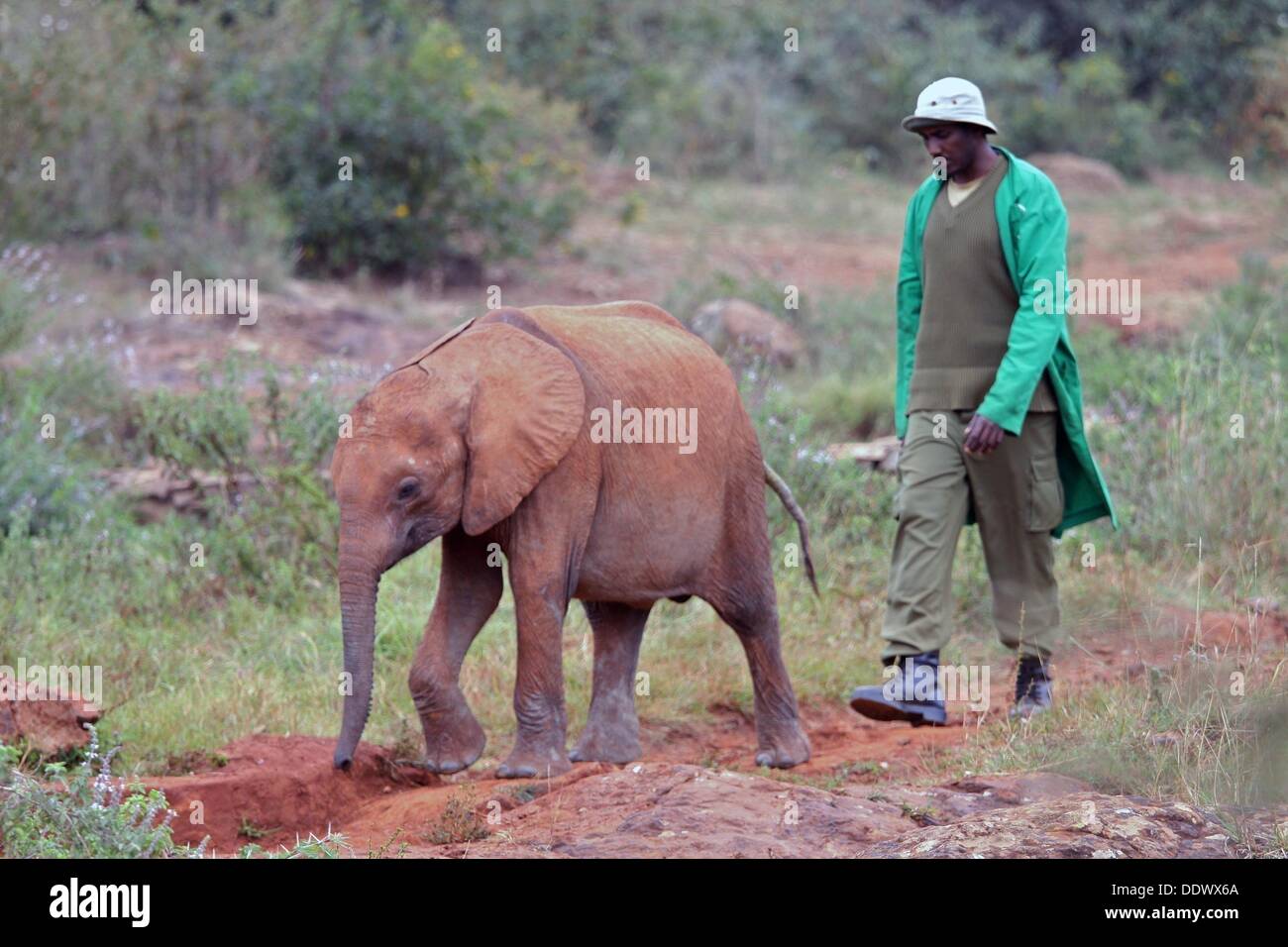 Nairobi, Nairobi, Kenia. 7 Sep, 2013. Sett. 7, 2013 - Nairobi, Kenya - un ''Keeper"' conduce un elefante orfani nell'area di alimentazione al David Sheldrick Wildlife Trust del vivaio di elefante. Spesso gli elefanti sono rimasti orfani dopo che diventano intrappolati in pozzetti, bracconaggio o umano disastri connessi. Dal 2012 vi è stata una escalation di bracconaggio di entrambi gli elefanti e i rinoceronti, spinti dal crescente appetito di avorio e corna di rinoceronte nei paesi dell'Estremo Oriente, soprattutto in Cina, secondo la relazione di trust. © Ric Francesco/ZUMAPRESS.com/Alamy Live News Foto Stock