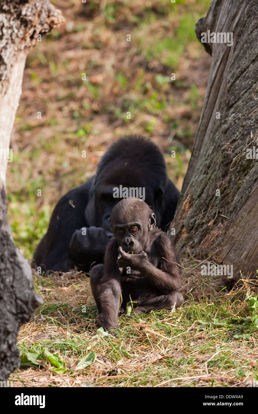 Gorillas occidentali della pianura (Gorilla gorilla gorilla). Undici mesi di età i giovani con la madre dietro. Durrell Wildlife Park, Jersey. Foto Stock