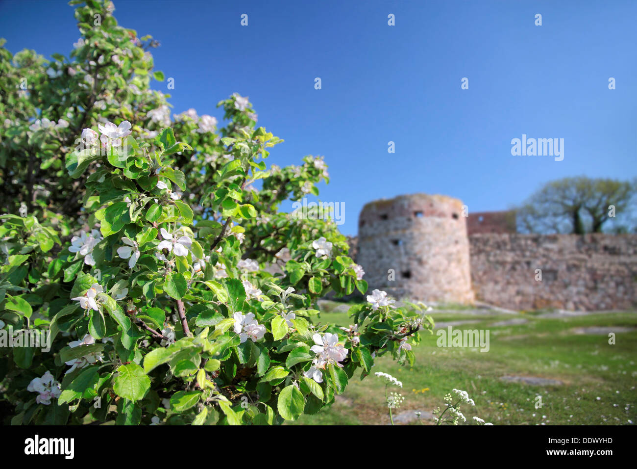 Il castello di Hammershus rovina con un albero di mele su Bornholm, Danimarca Foto Stock