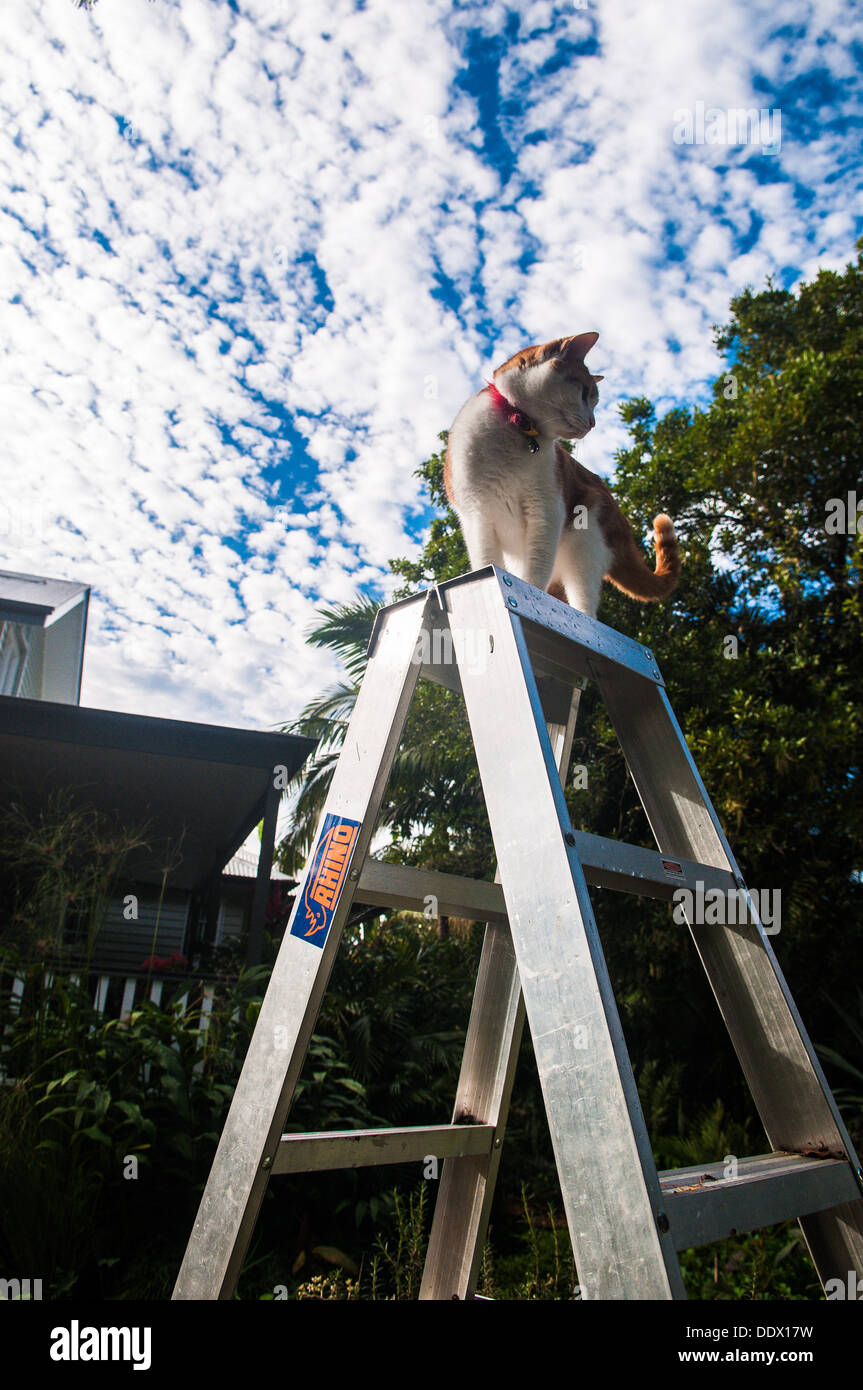 Il Pet cat sulla scaletta, Brisbane, Queensland, Australia Foto Stock
