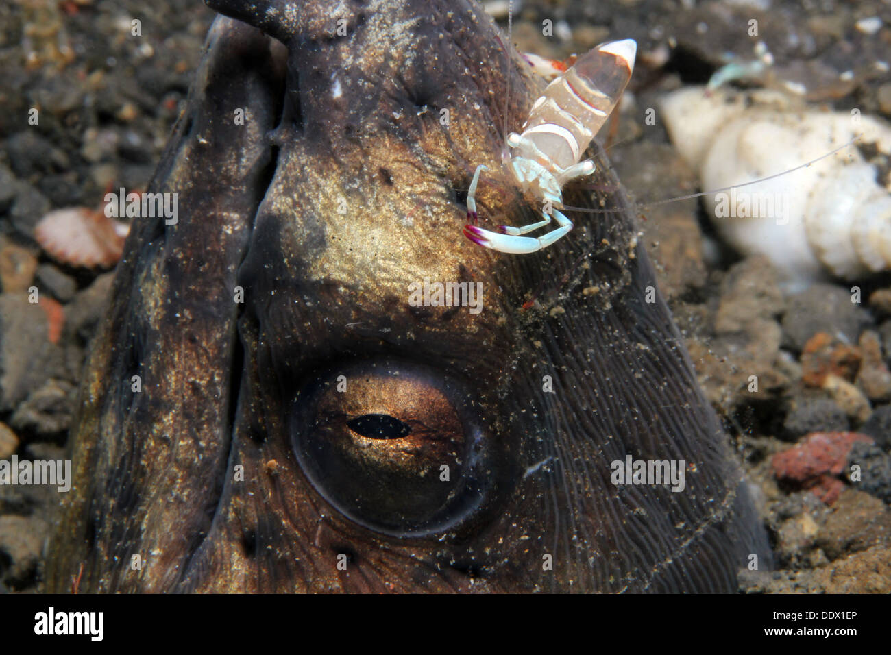 Gamberi Partner sulla testa di un serpente Anguilla, Lembeh strait, Indonesia Foto Stock