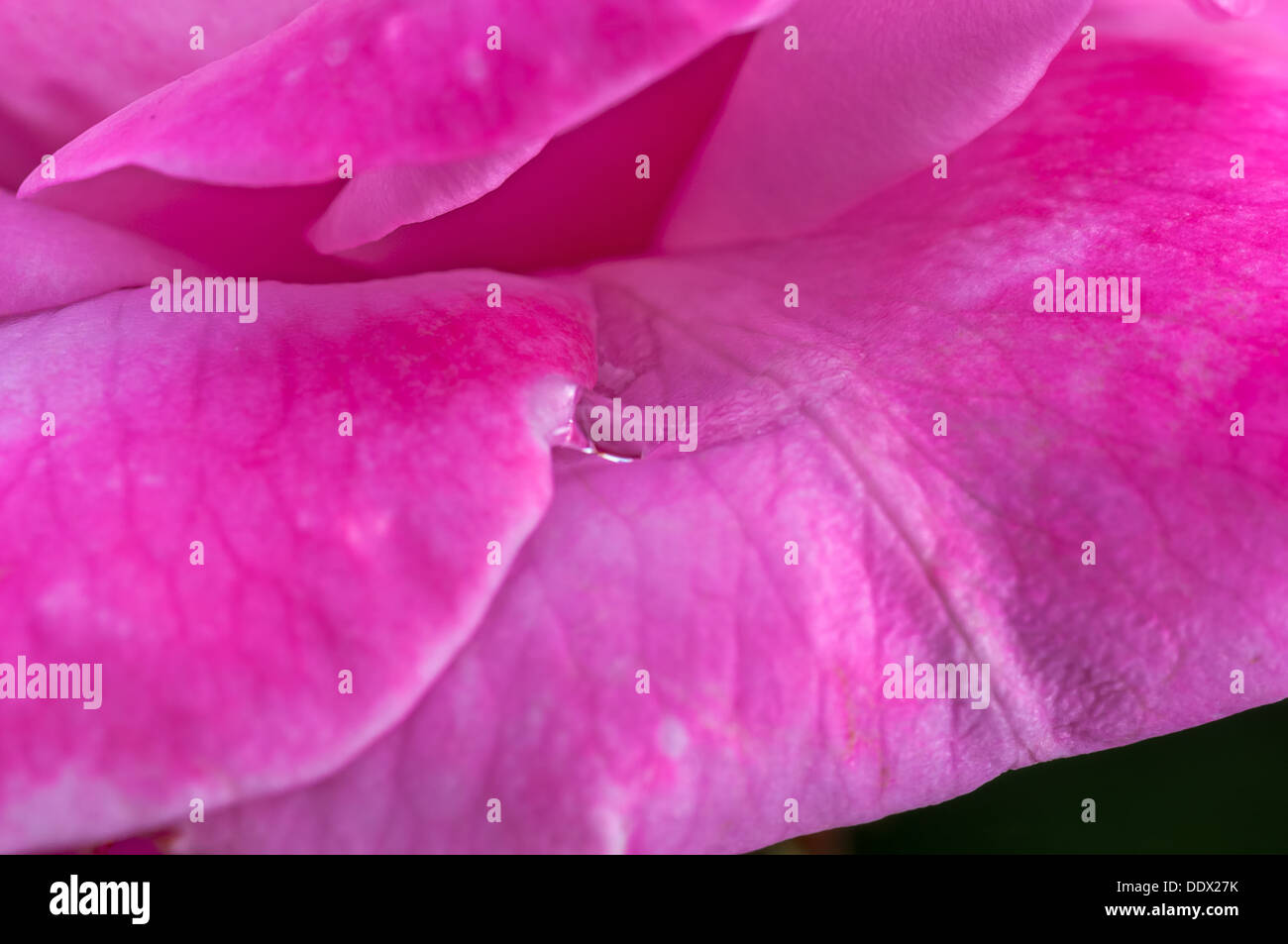 Rosa rosa, gocce d'acqua su petali, close up, macro Foto Stock