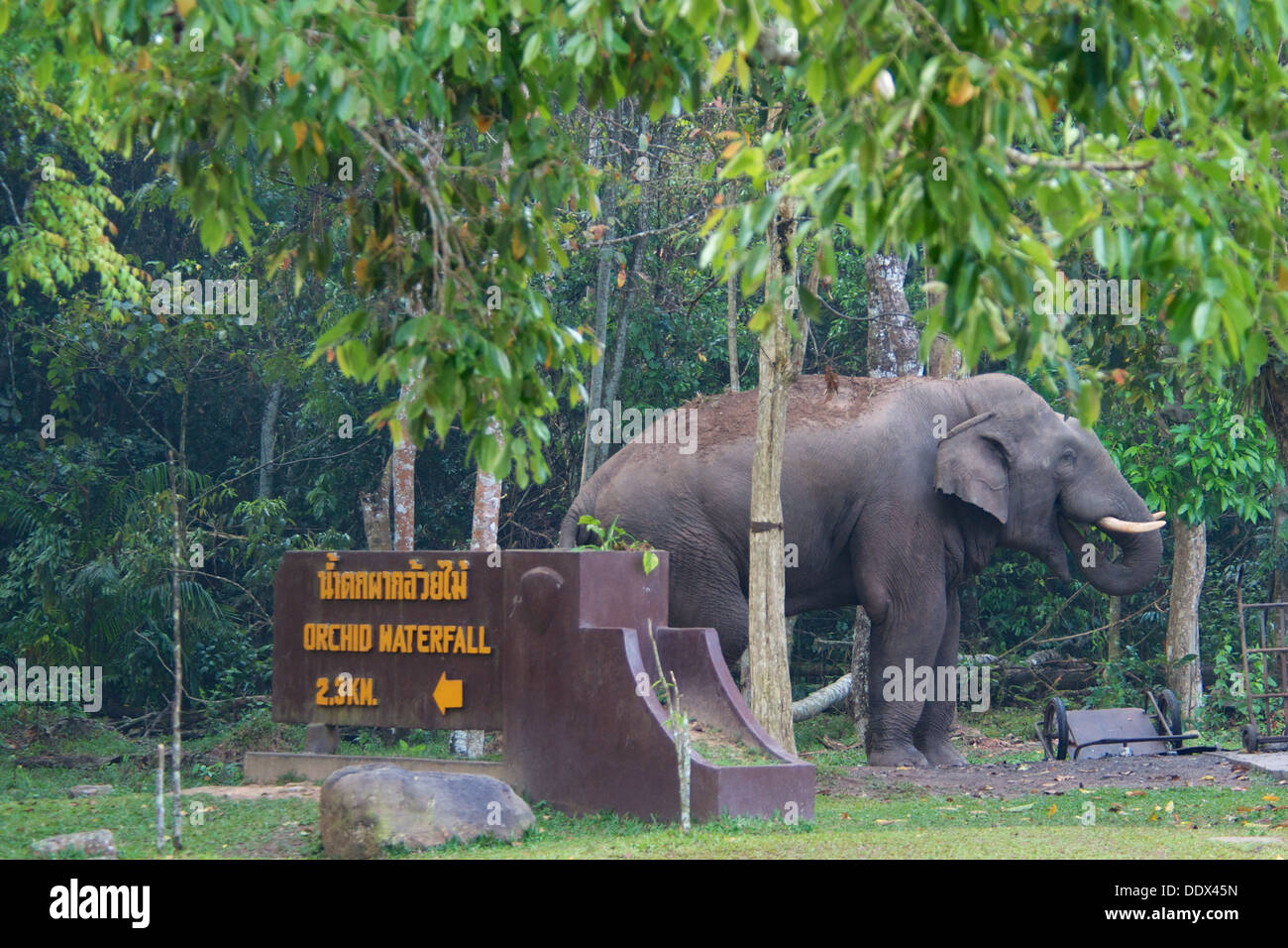 Wild maschio o asiatico Elefante asiatico (Elephas maximus), entrando in parte del Parco Nazionale di Khao Yai centri per i visitatori Foto Stock
