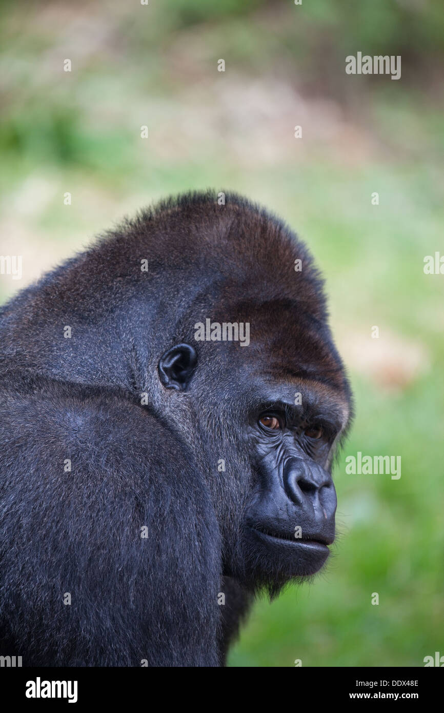 Pianura occidentale (Gorilla Gorilla gorilla gorilla). Maschio. Durrell Wildlife Park, Jersey, Isole del Canale, UK. Foto Stock