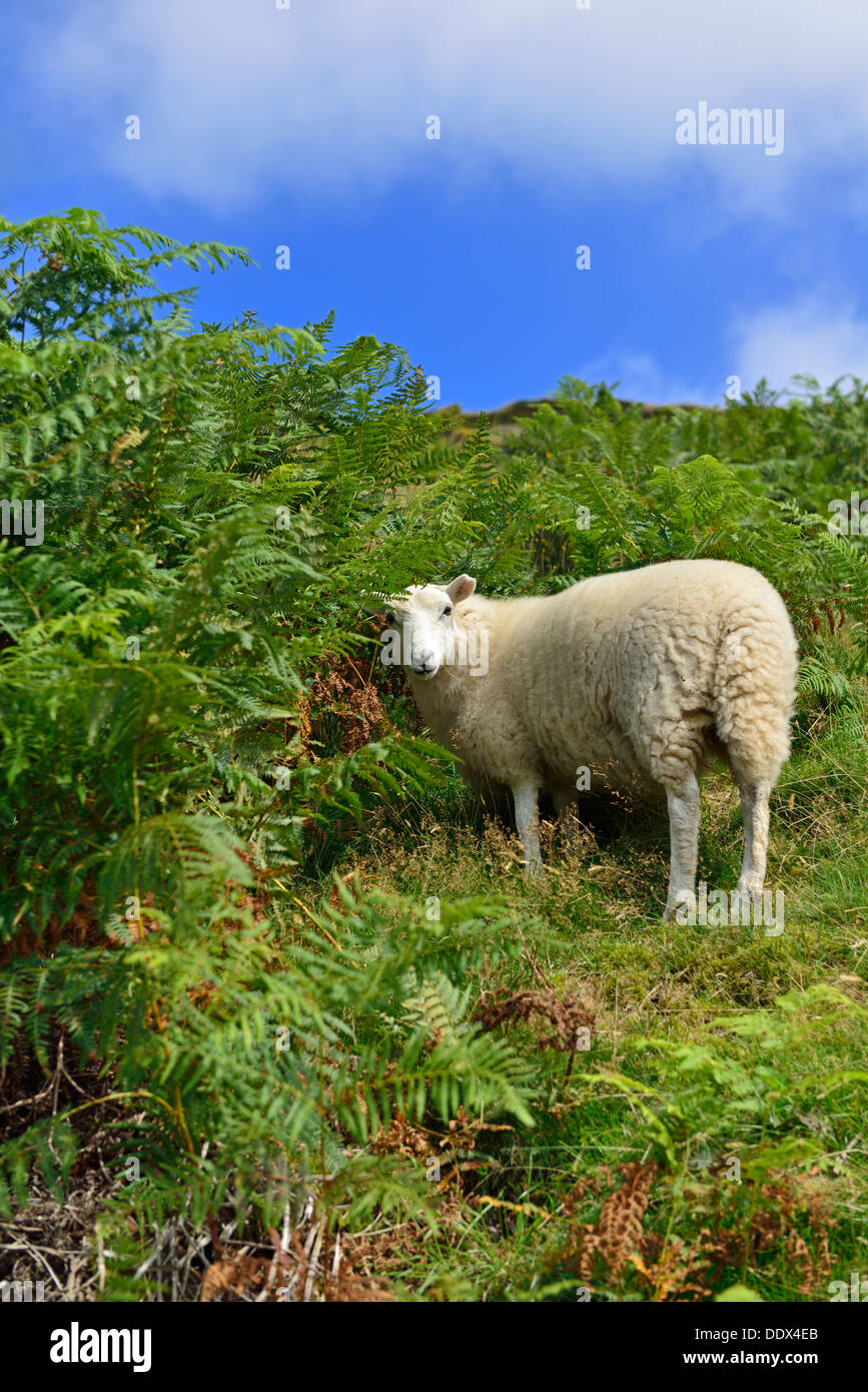 Pecore, Elan Valley, Powys, Wales, Regno Unito Foto Stock