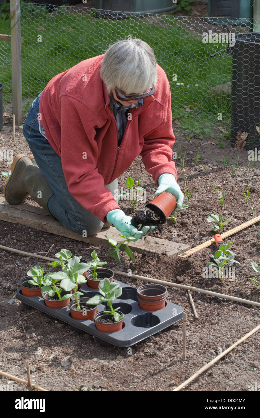 Giardinaggio di vegetale. Il trapianto di grandi piante di fagiolo. Foto Stock