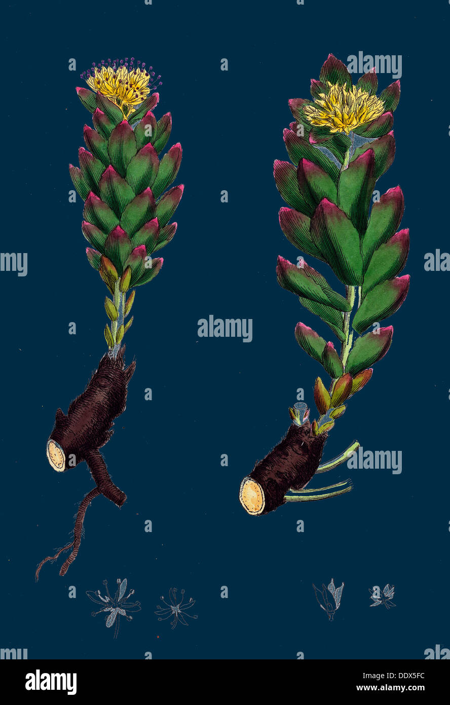 Sedum Rhodiola; rosa-root Foto Stock