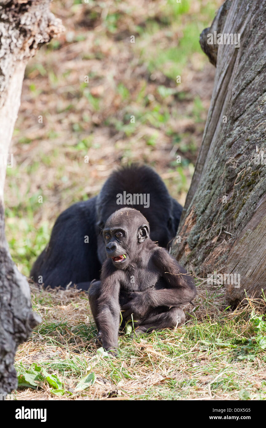 Gorillas occidentali della pianura (Gorilla gorilla gorilla). Undici mesi di età i giovani con la madre dietro. Durrell Wildlife Park, Jersey. Foto Stock