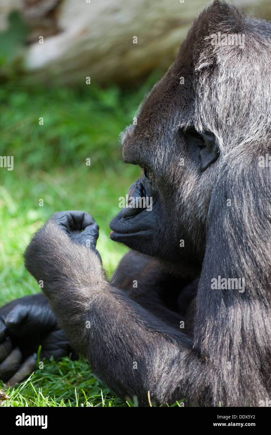 Pianura occidentale (Gorilla Gorilla gorilla gorilla). Femmina. Di avere e di attesa. Opponibile pollice. Durrell Wildlife Park, Jersey, Foto Stock