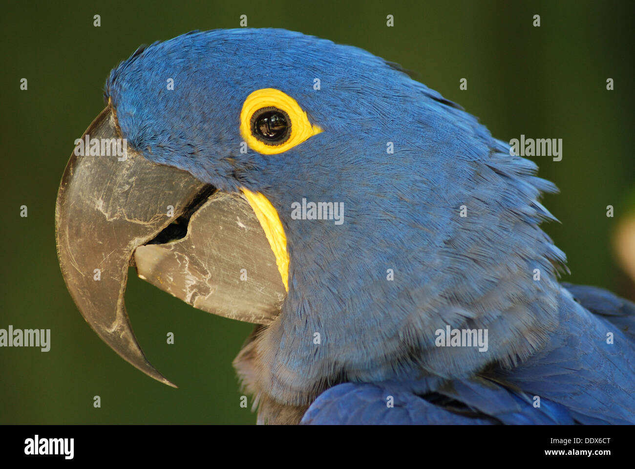 Ara Giacinto foto Foto Stock
