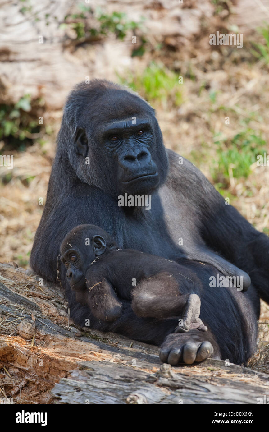 Pianura occidentale (Gorilla Gorilla gorilla gorilla). Undici mesi di età giovane e vigile della madre. Durrell Jersey CI. In Inghilterra. Foto Stock