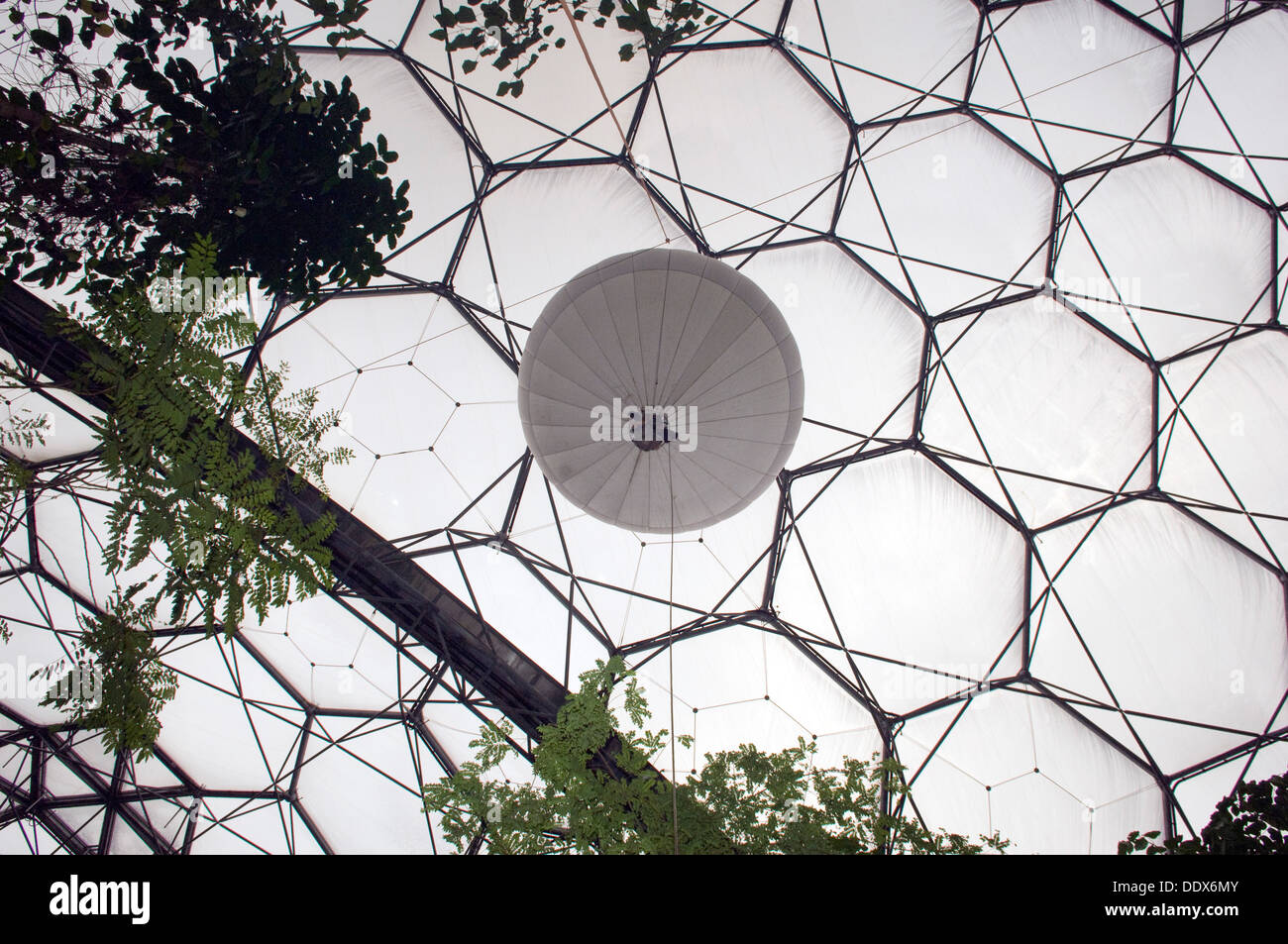 Eden Project,Cornwall,UK,una serie di biodomes artificiale con collezioni di piante, alberi fiori provenienti da tutto il mondo inc.tropical Foto Stock