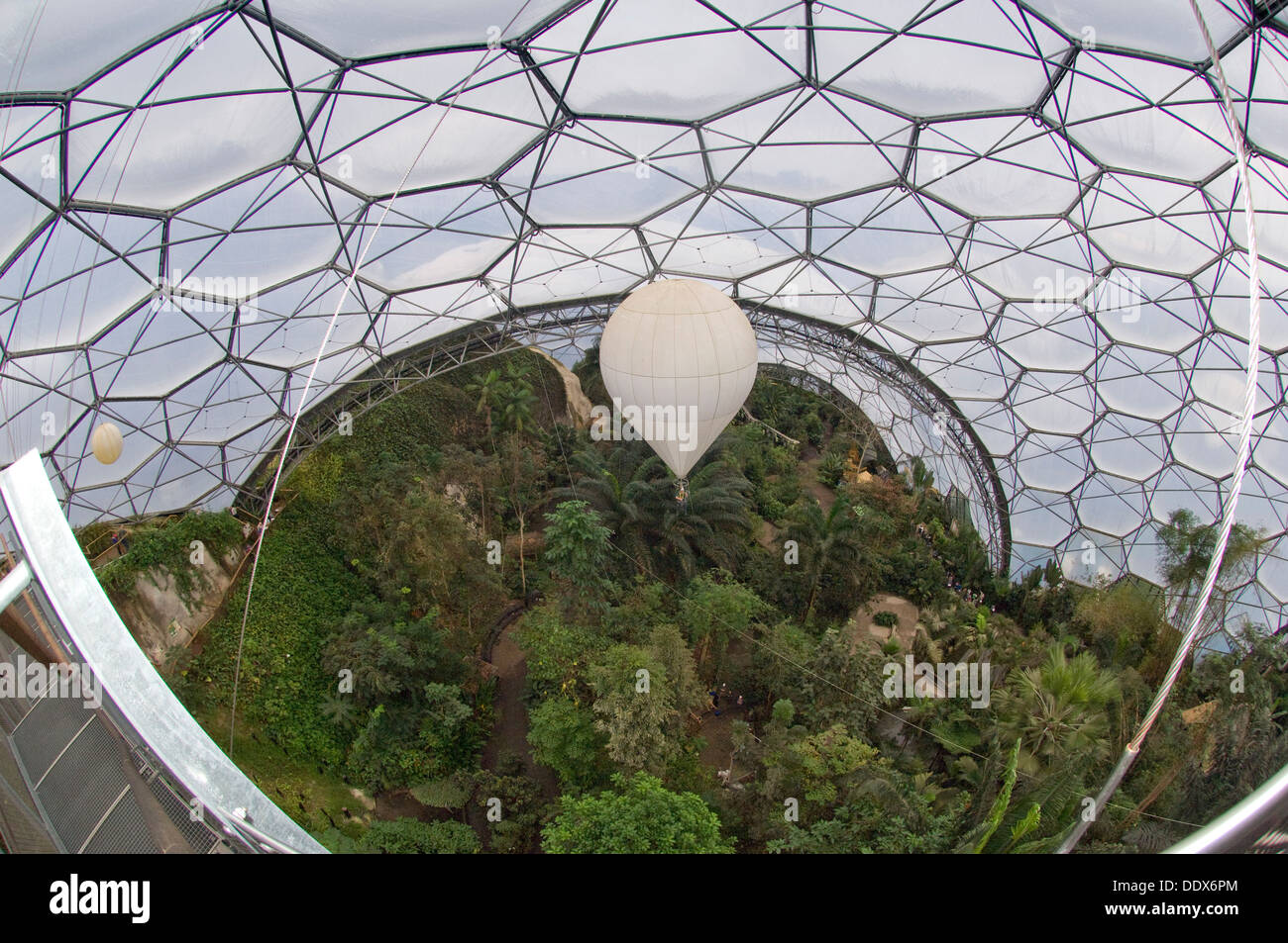 Eden Project,Cornwall,UK,una serie di biodomes artificiale con collezioni di piante, alberi fiori provenienti da tutto il mondo inc.tropical Foto Stock