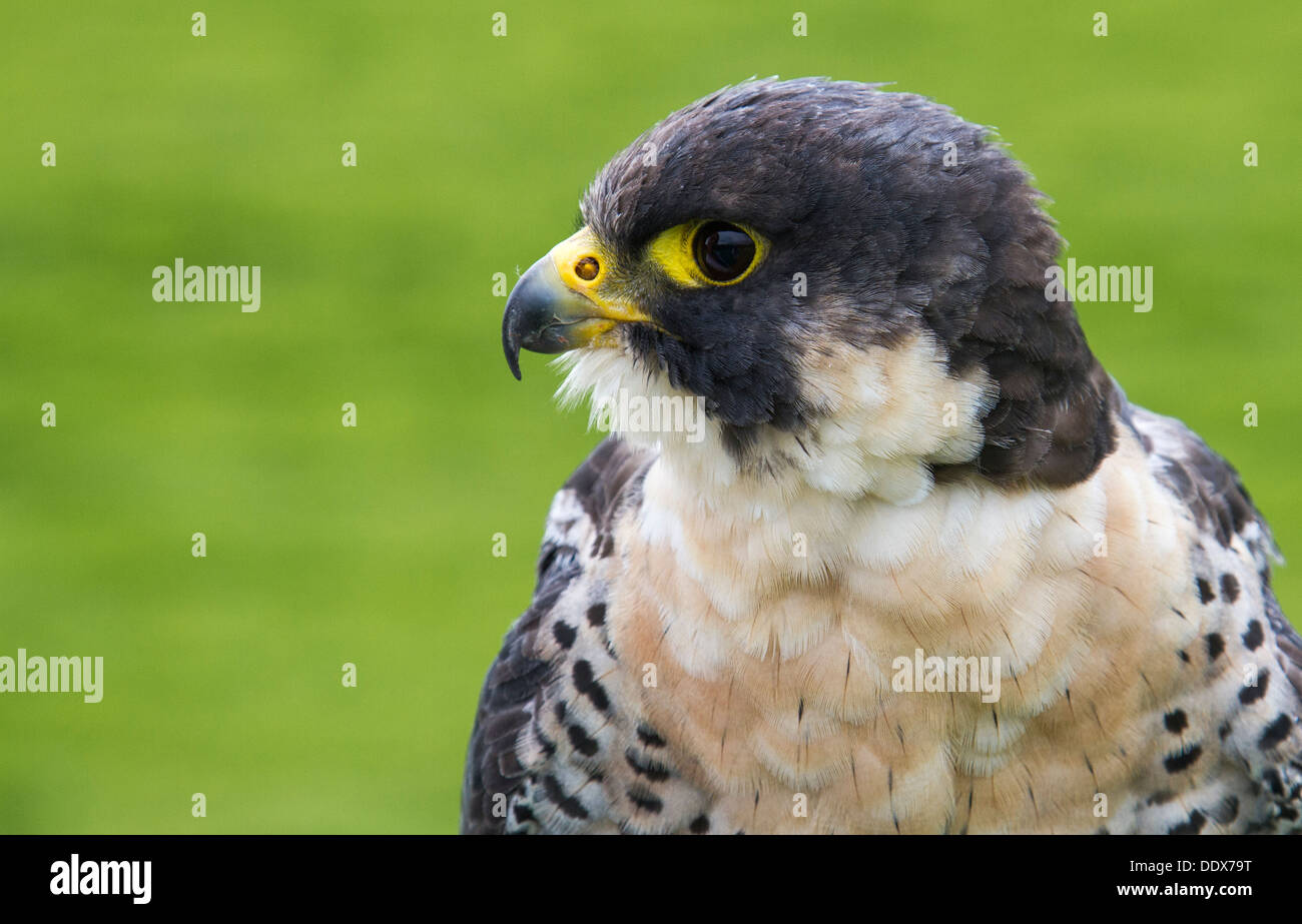Ritratto di un falco pellegrino. (Prigioniero) Foto Stock