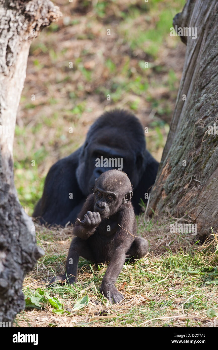 Gorillas occidentali della pianura (Gorilla gorilla gorilla). Undici mesi di età i giovani con la madre dietro. Durrell Wildlife Park, Jersey. Foto Stock