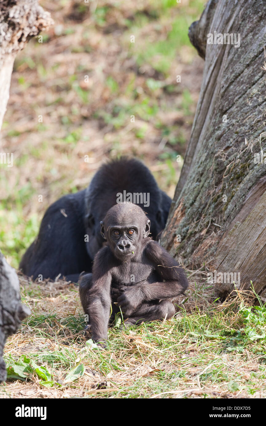 Gorillas occidentali della pianura (Gorilla gorilla gorilla). Undici mesi di età i giovani con la madre dietro. Durrell Wildlife Park, Jersey. Foto Stock