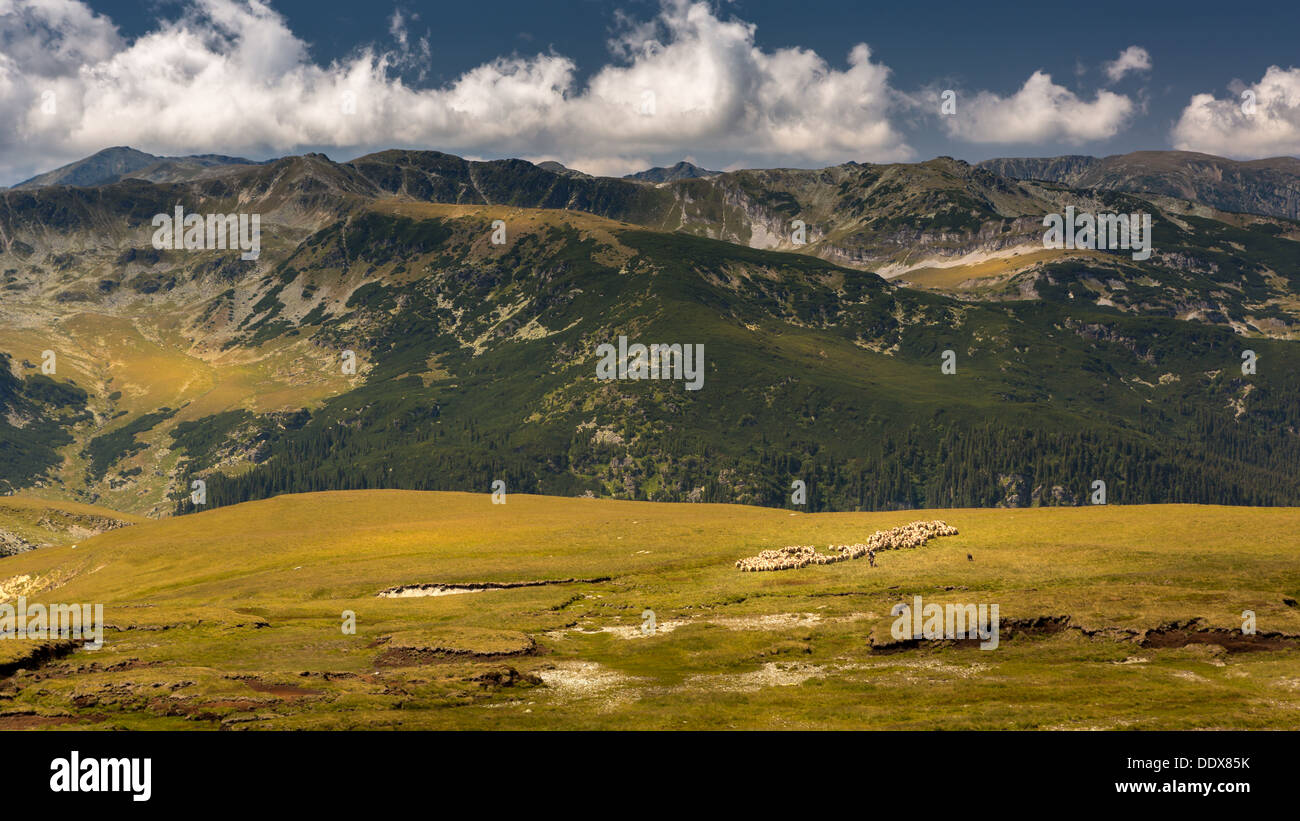 Carpazi paesaggio un allevamento di pecore pascolano su un altopiano Foto Stock