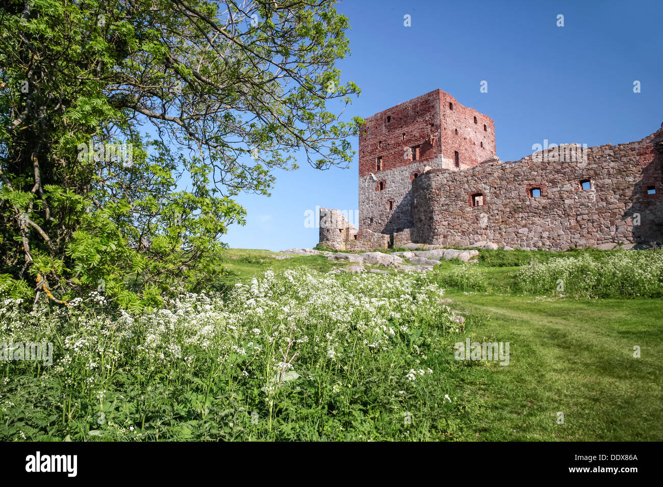 Il castello di Hammershus rovina con un caratteristico albero su di Bornholm, Danimarca Foto Stock