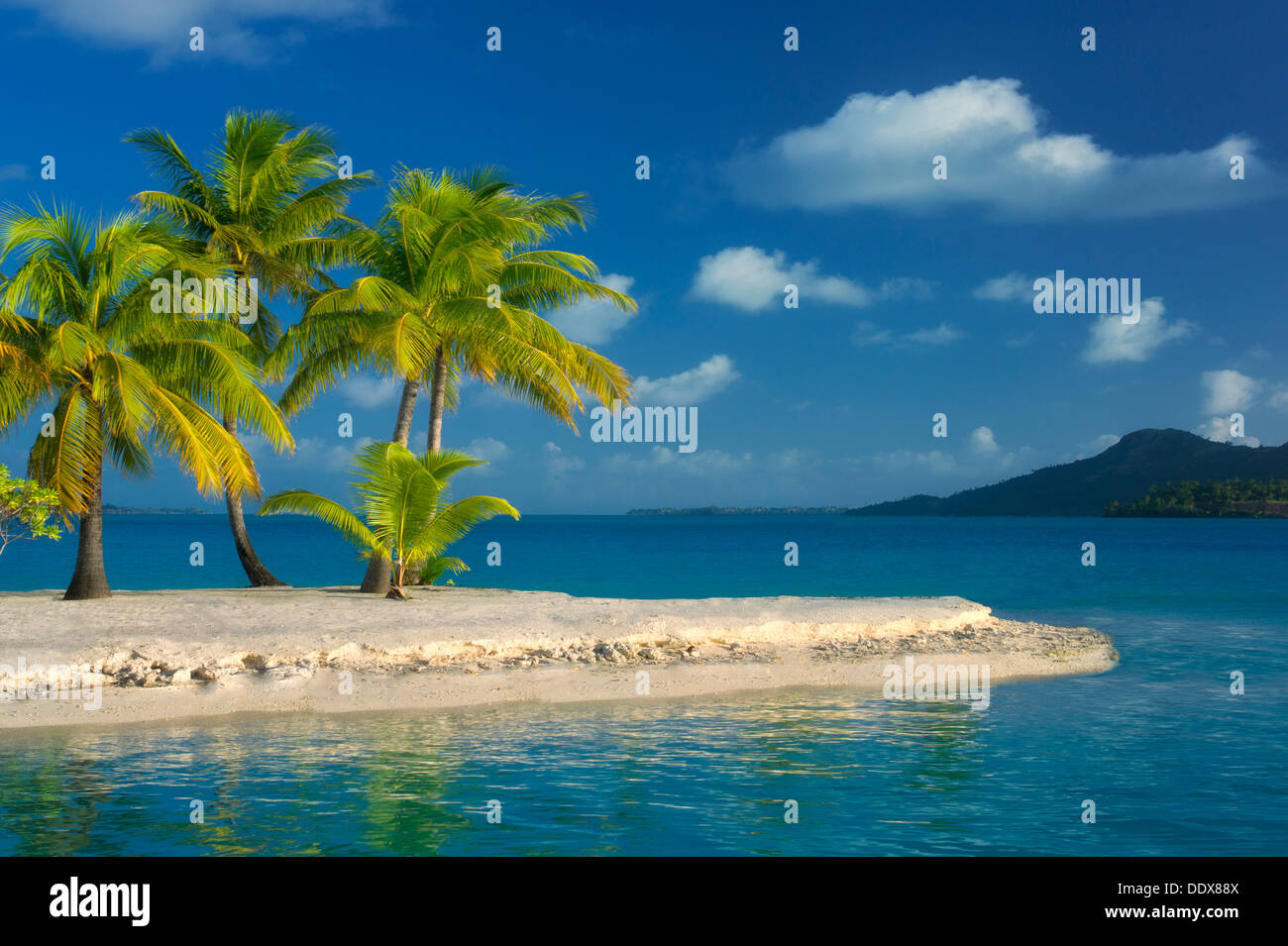 Spiaggia con palme. Bora Bora. Polinesia francese. Foto Stock