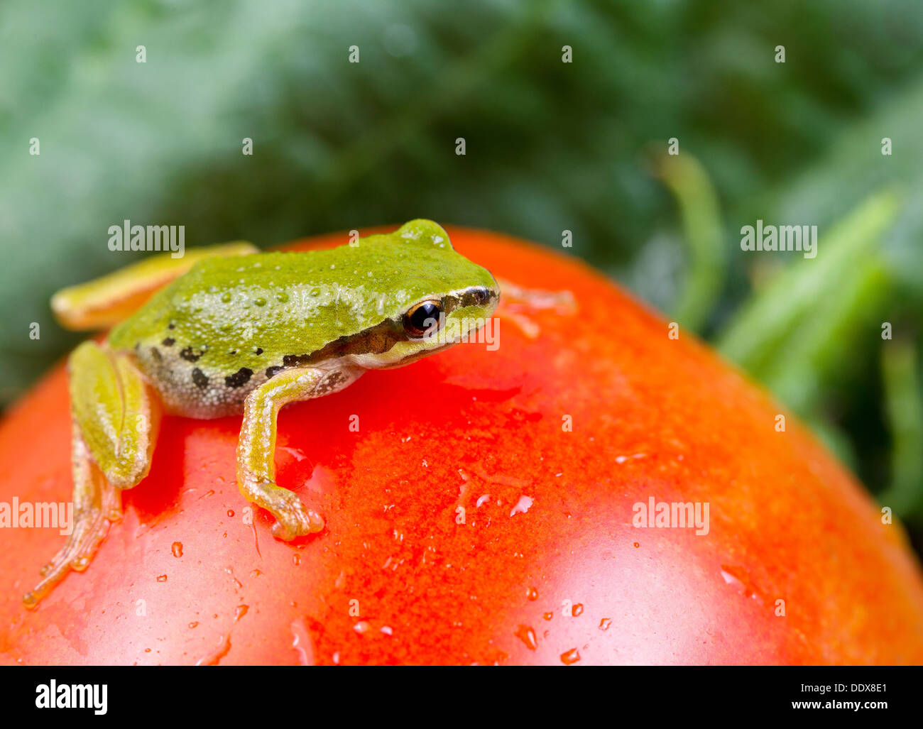 Foto orizzontale di giardino verde rana su unico grande pomodoro maturo con sfocate giardino fuori in background Foto Stock