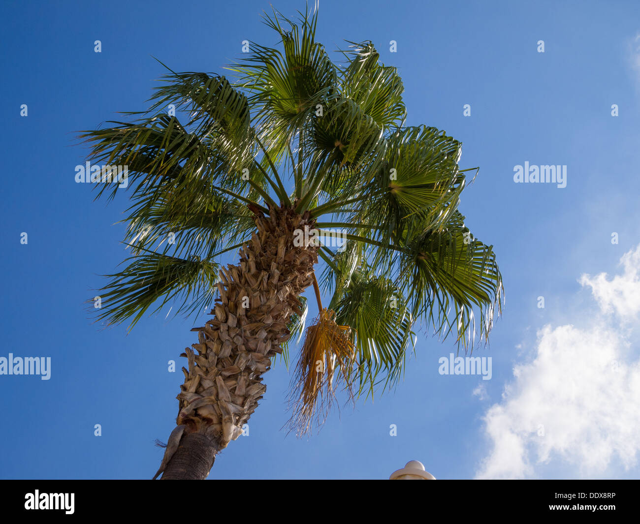 Un albero di palma di fronte a un cielo blu Foto Stock