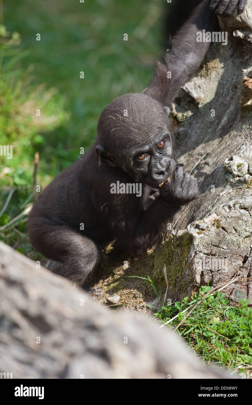 Pianura Gorilla (Gorilla gorilla). Undici mesi di età giovane. Durrell Wildlife Park, Jersey, Isole del Canale, UK. Foto Stock