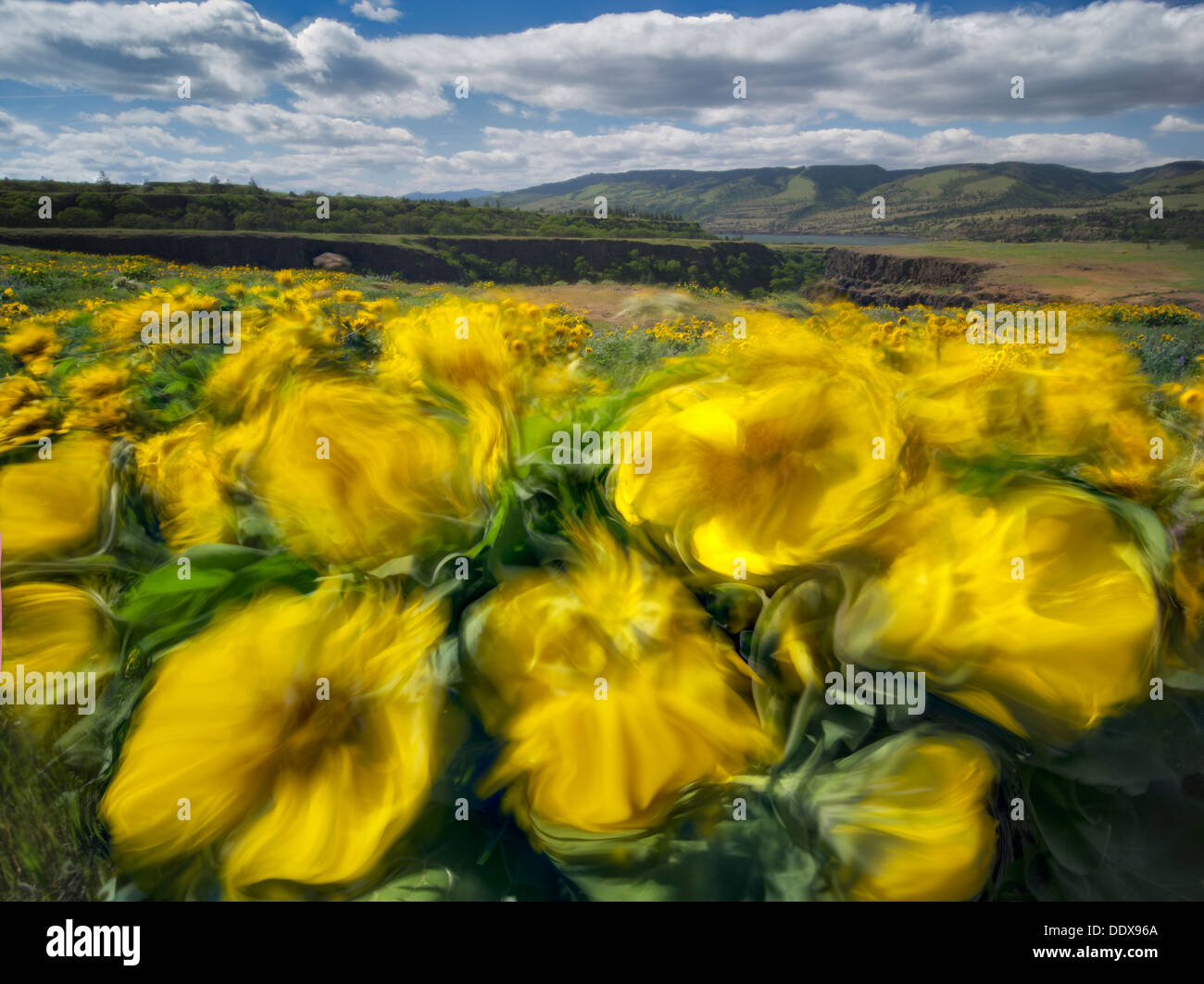 Balsamroot fiori selvaggi nel vento. Tom McCall Park. Columbia River Gorge National Scenic Area. Oregon Foto Stock
