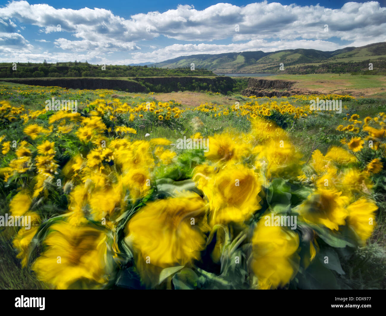 Balsamroot fiori selvaggi nel vento. Tom McCall Park. Columbia River Gorge National Scenic Area. Oregon Foto Stock