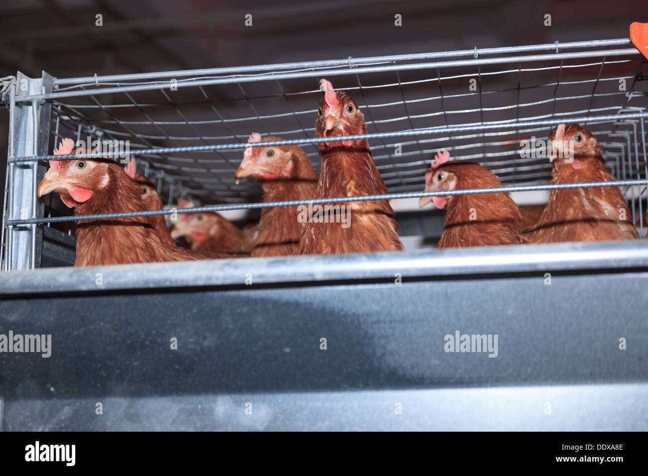 Azienda agricola di pollame. La produzione industriale di uova commestibili. Foto Stock