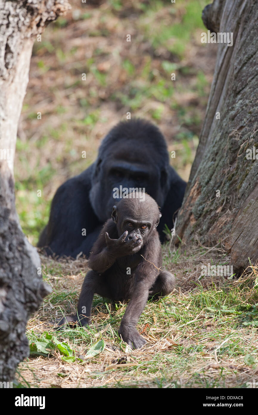 Pianura occidentale (Gorilla Gorilla gorilla gorilla). Undici mesi di età giovane con vigile madre dietro. Foto Stock