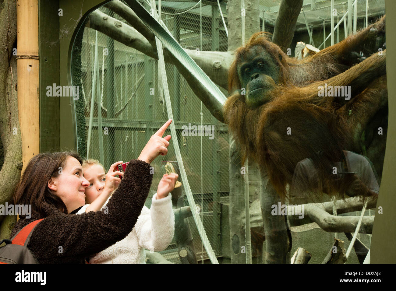 Donna e bambino guardando e fotografando un orango tango presso lo Zoo di Chester Foto Stock