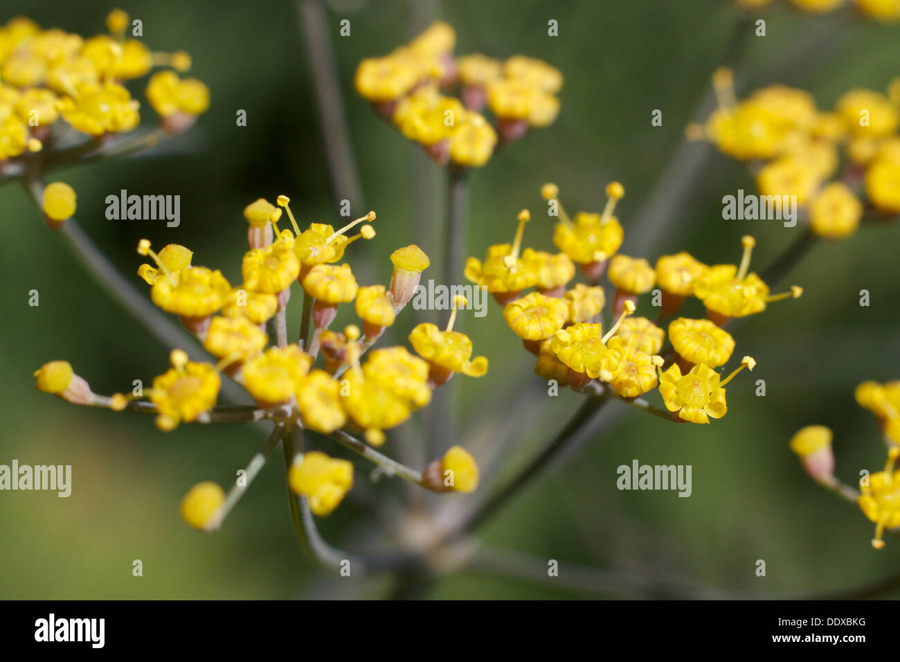 Fiori gialli Foto Stock