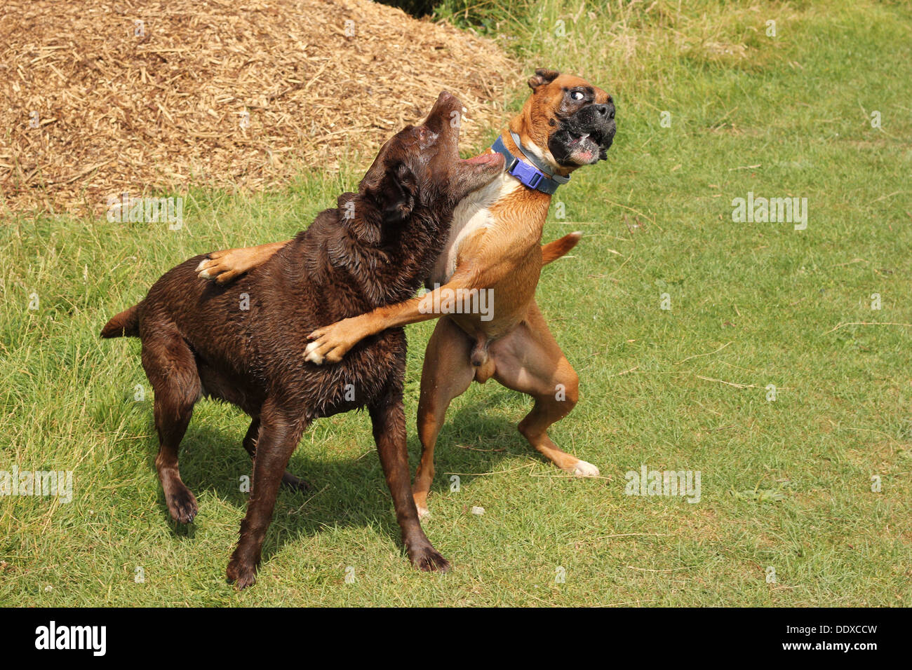 Due cani giocare combattimenti Foto Stock