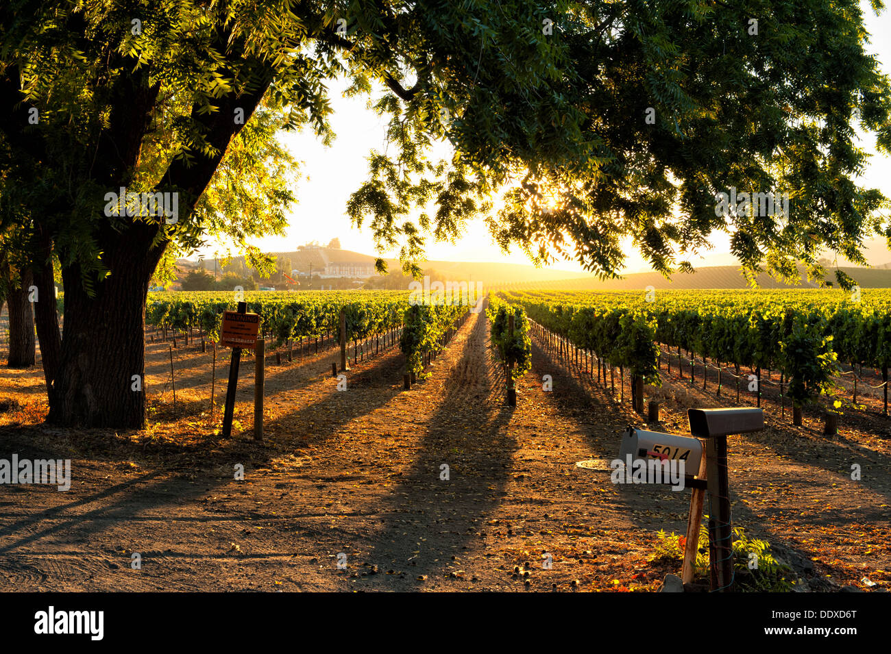 Tramonto a Sonoma Wine Country al tempo del raccolto Foto Stock