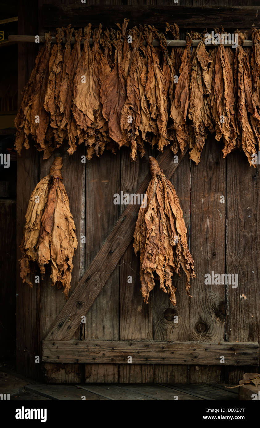 Golden tabacco lascia asciugare fuori su un vecchio fienile porta. Foto Stock