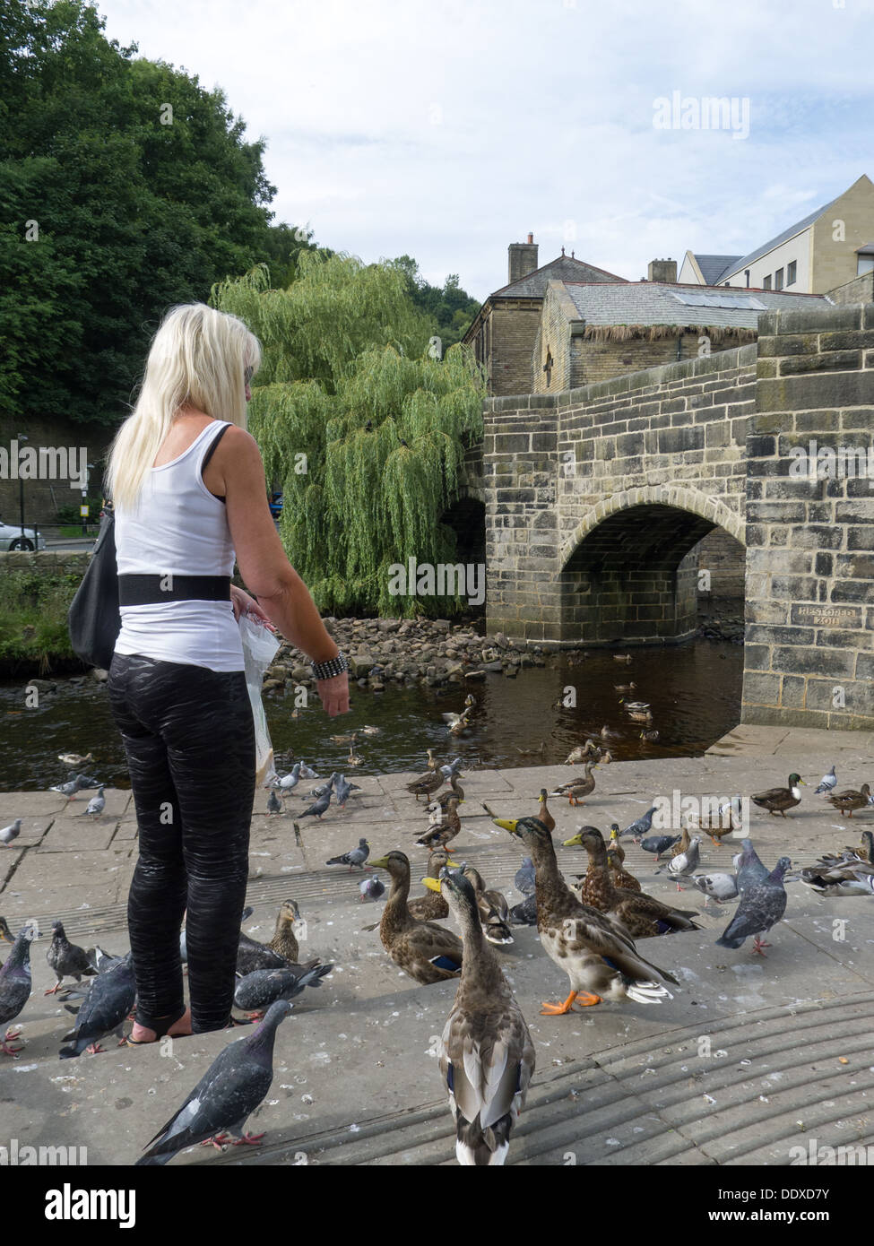 Signora alimentazione di anatre e Piccioni a Hebden Bridge, West Yorkshire Foto Stock