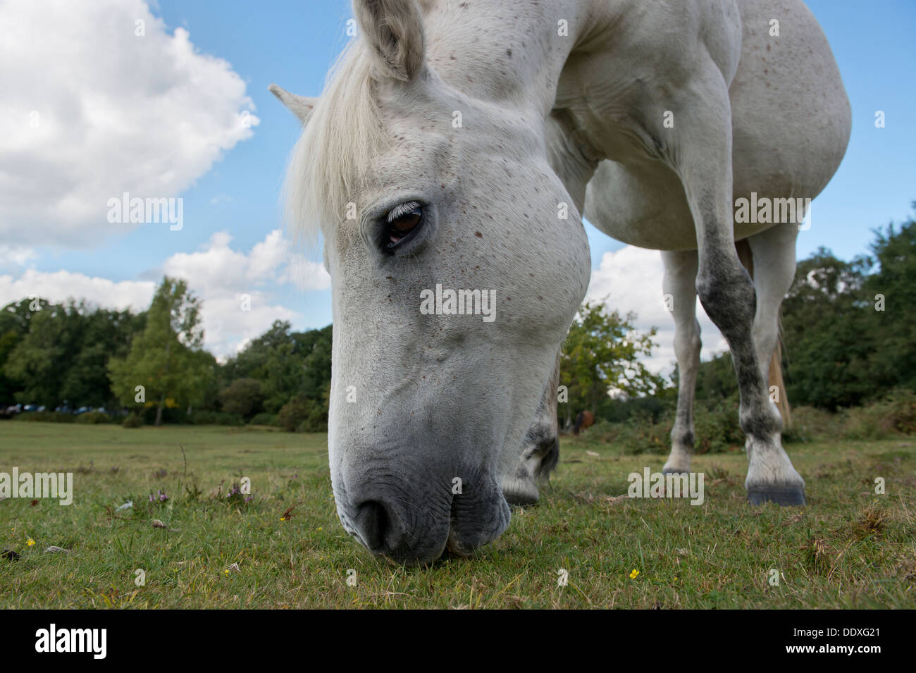 Un pony bianco mangia erba nel New Forest National Park in Inghilterra del sud della contea di Hampshire. Foto Stock